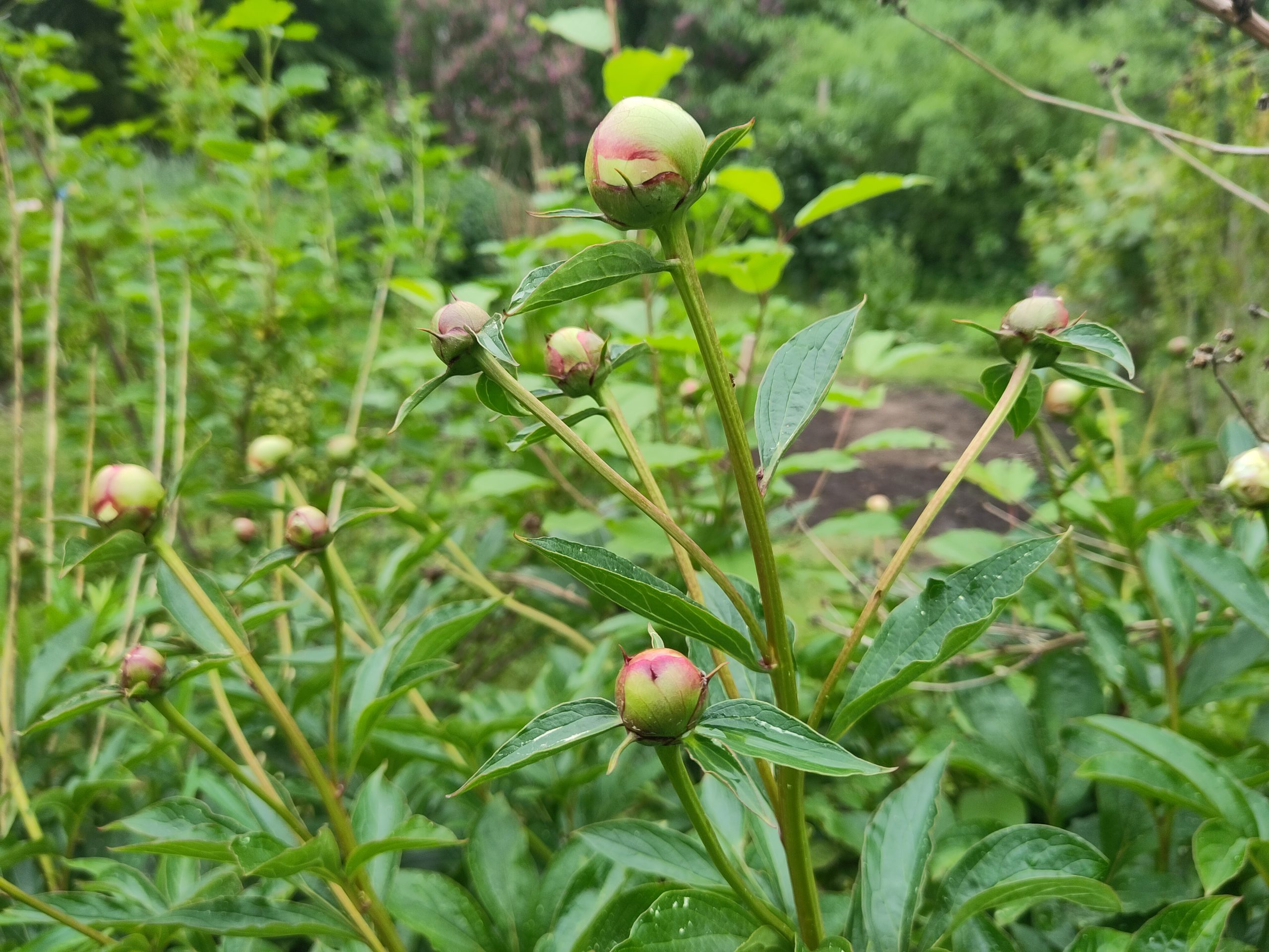 Kinder im Steglitzer Schulgarten