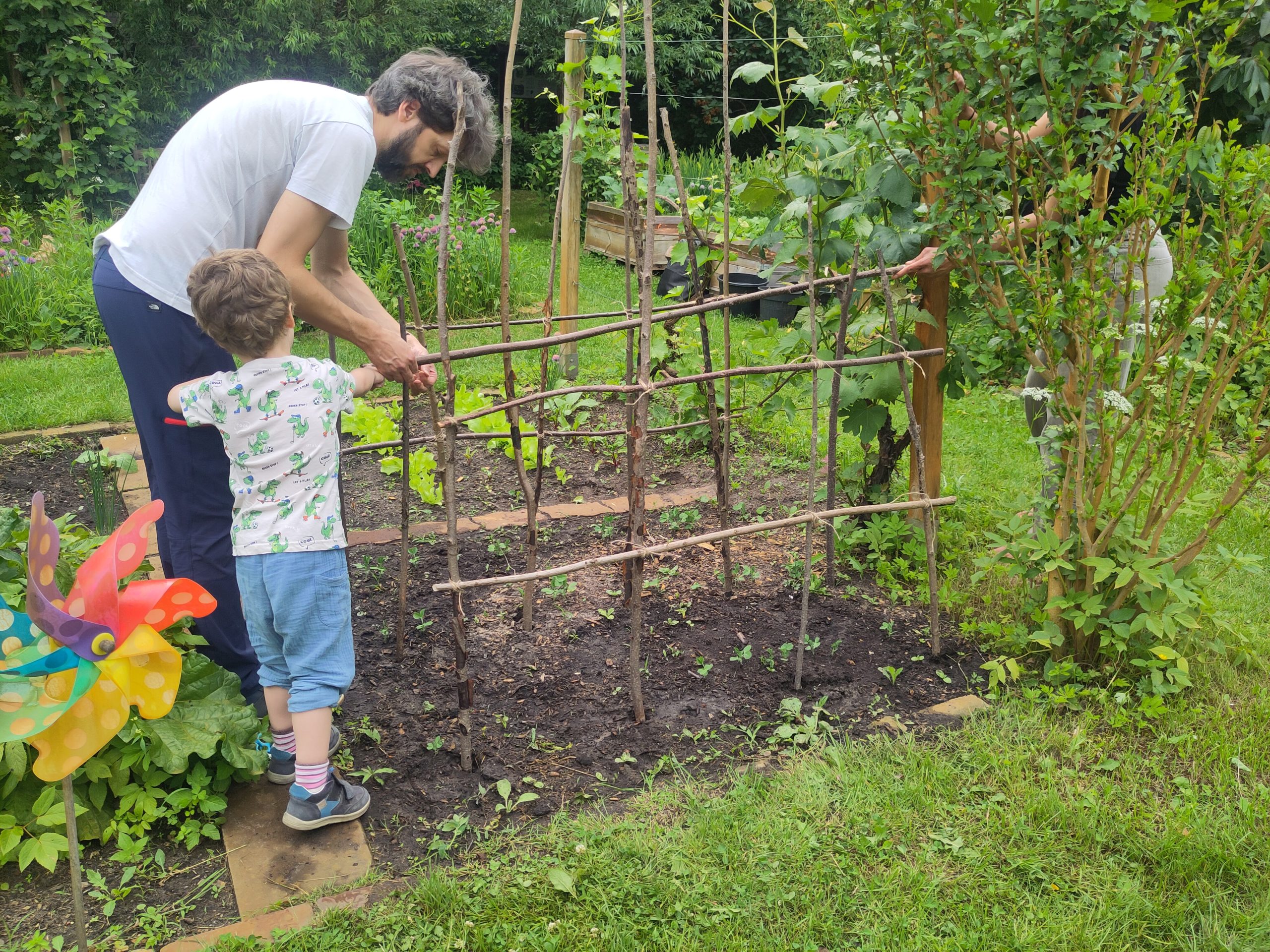 Vater und Kind bauen ein Bohnengerüst in der Parzelle des Steglitzer Schulgartens