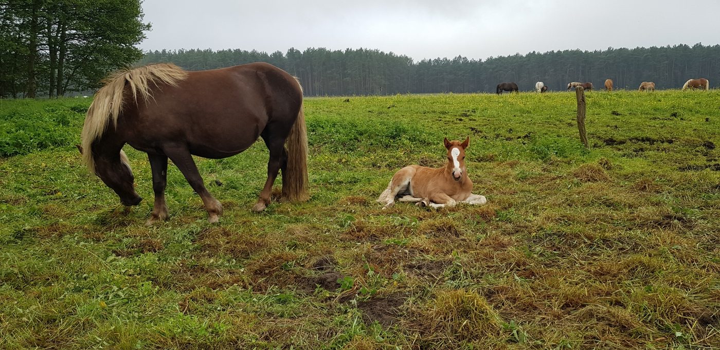 Kinder auf der Kinderladenreise auf dem Erlebnisbauernhof Groß Briesen