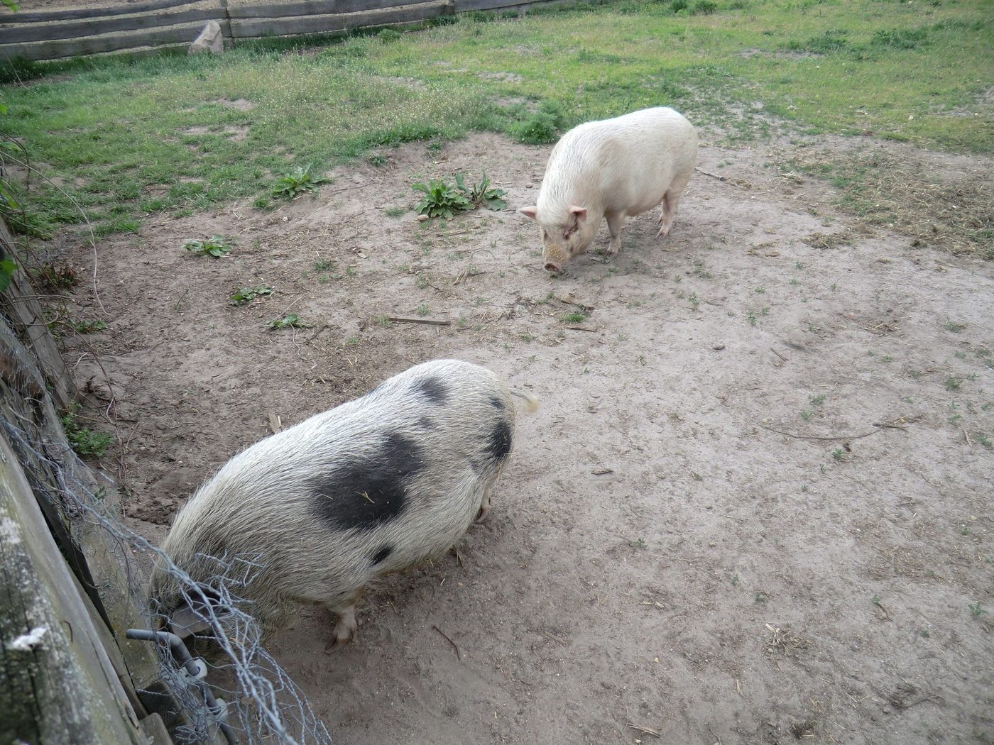 Kinder auf der Kinderladenreise auf dem Erlebnisbauernhof Groß Briesen