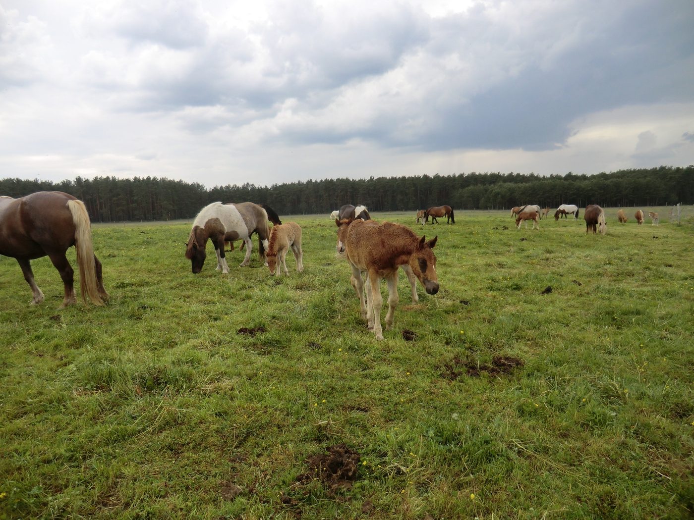 Kinder auf der Kinderladenreise auf dem Erlebnisbauernhof Groß Briesen