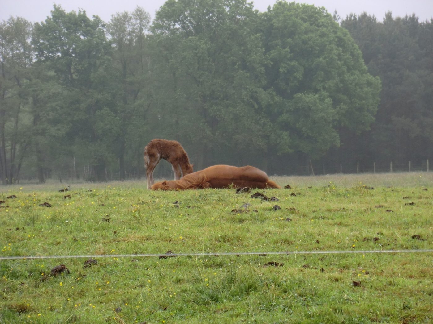 Kinder auf der Kinderladenreise auf dem Erlebnisbauernhof Groß Briesen